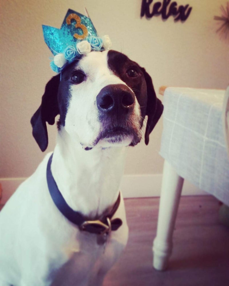 PET SHOW Blue Crown Dog Birthday Hat for Boys Male Pets Cat Headband With Figures 0-9 Charms and Glue Party Accessories Pack of 1 - Image 3